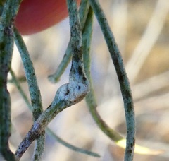 Aceria paracalifornica