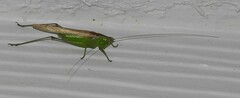 Conocephalus fasciatus