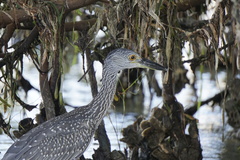 Nyctanassa violacea violacea