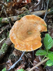 Lactarius deliciosus