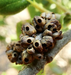 Callirhytis serricornis