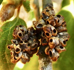 Callirhytis serricornis