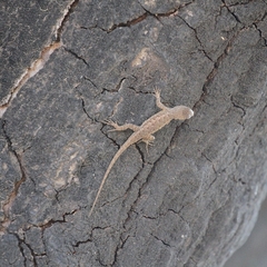Sceloporus occidentalis longipes