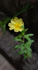 Oenothera laciniata