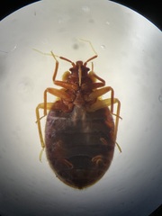 Cimex lectularius