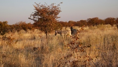 Equus quagga burchellii