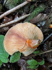 Lactarius deliciosus