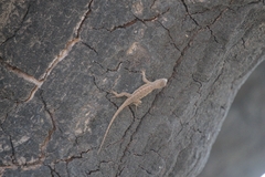 Sceloporus occidentalis longipes