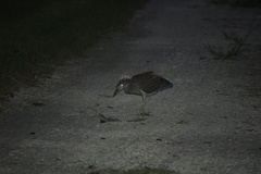 Nyctanassa violacea violacea