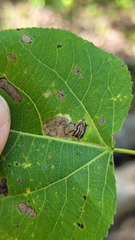 Stigmella salicis