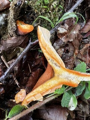 Lactarius deliciosus