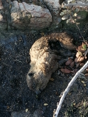 Procavia capensis capensis