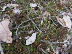 Polytrichum juniperinum