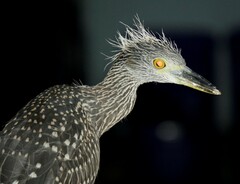 Nyctanassa violacea violacea