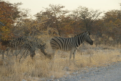 Equus quagga burchellii