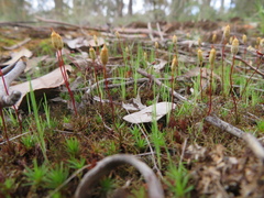 Polytrichum juniperinum