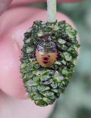 Acanthosoma haemorrhoidale