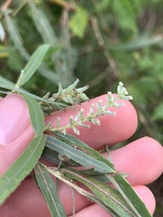 Salix exigua