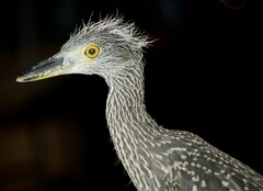 Nyctanassa violacea violacea