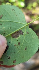 Stigmella salicis