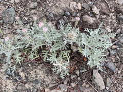 Chaenactis thompsonii