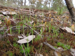 Polytrichum juniperinum