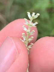 Salix exigua