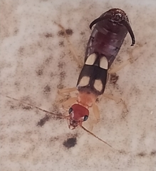 Forficula smyrnensis