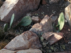 Opuntia