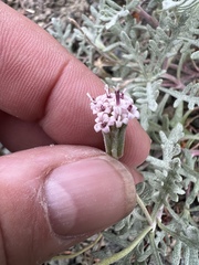 Chaenactis thompsonii