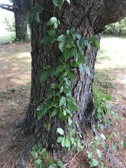 Toxicodendron radicans