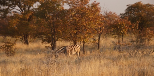 Colophospermum mopane image