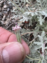 Chaenactis thompsonii