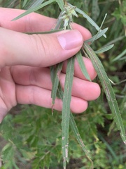 Salix exigua