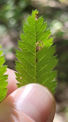 Stigmella oxyacanthella