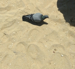 Columba livia domestica