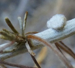 Rhopalomyia floccosa