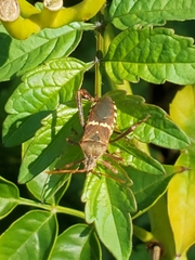 Leptoglossus clypealis