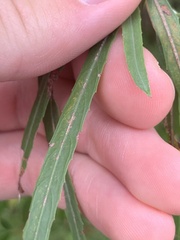 Salix exigua
