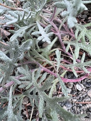 Chaenactis thompsonii