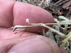 Chaenactis thompsonii