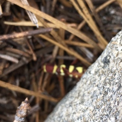 Neoclytus resplendens