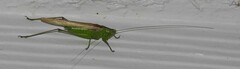 Conocephalus fasciatus
