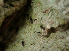 Lasius fuliginosus
