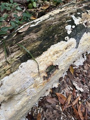 Basidioradulum radula