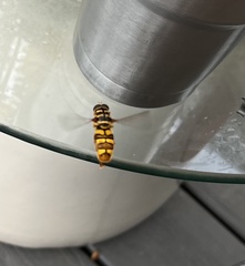 Milesia virginiensis