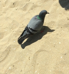 Columba livia domestica