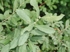 Salix cinerea