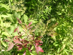 Zizia aurea