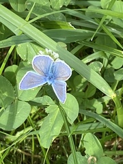 Polyommatus